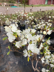 Rhododendron Arctic Pearl
