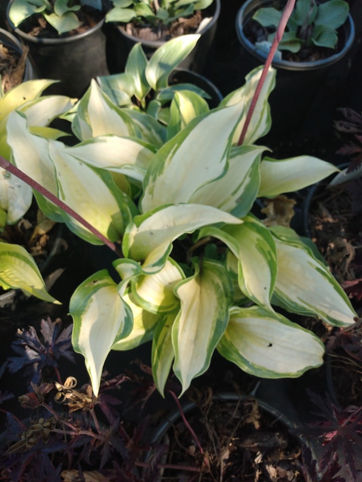 Island Breeze, Hosta