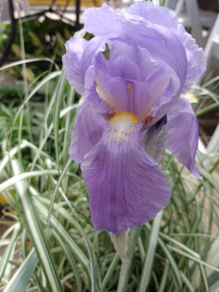 Iris Pallida- Variegated – Hammarlund Nursery