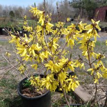 Load image into Gallery viewer, Witch Hazel- Hamamelis virginiana
