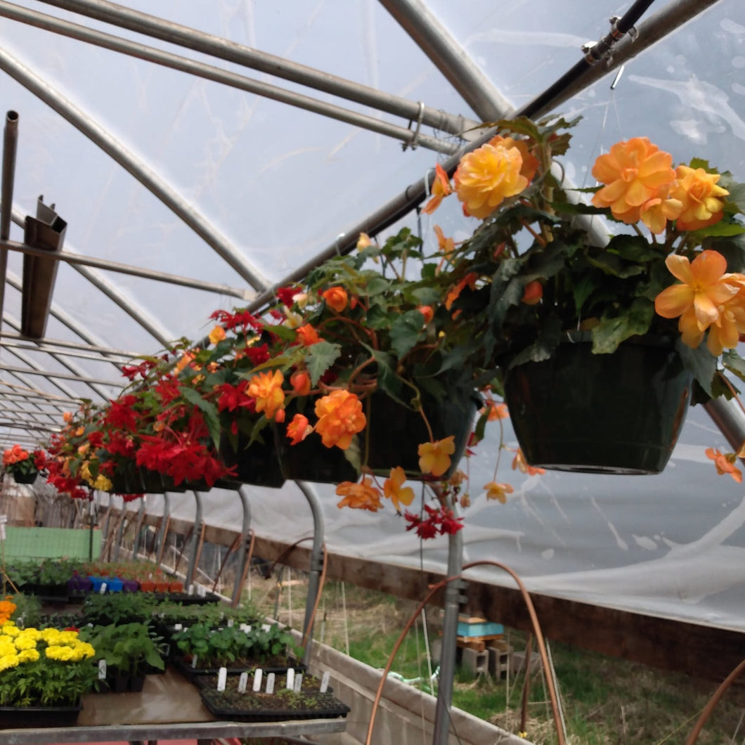 begonia baskets hanging in greenhouse