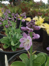 Load image into Gallery viewer, Hosta Blue Mouse Ears
