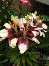 Load image into Gallery viewer, Asiatic Lily Varieties
