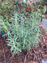 Load image into Gallery viewer, Rosemary
