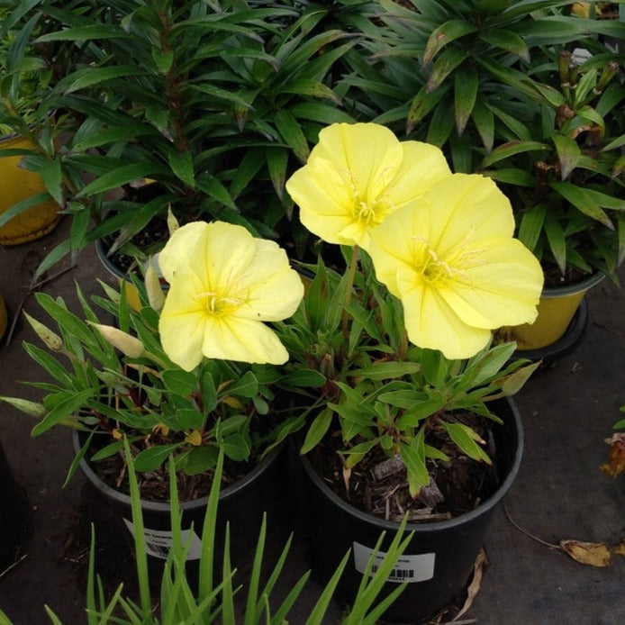 Ozark Sundrop