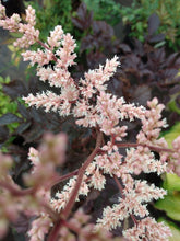 Load image into Gallery viewer, Astilbe Chocolate Shogun
