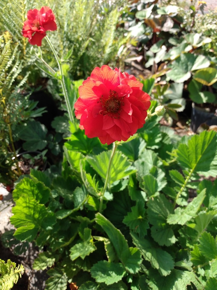 Geum Red Dragon – Hammarlund Nursery