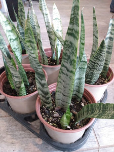 snake plant in pots