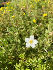 Potentilla Happy Face Bush