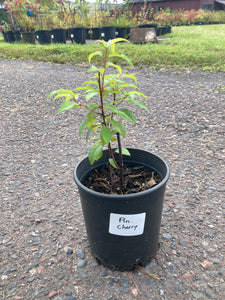 Pin Cherry- Prunus pensylvanica