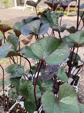 Load image into Gallery viewer, Ligularia Britt-Marie-Crawford
