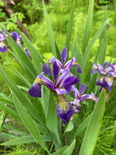 Load image into Gallery viewer, Iris Blue Flag- Iris versicolor
