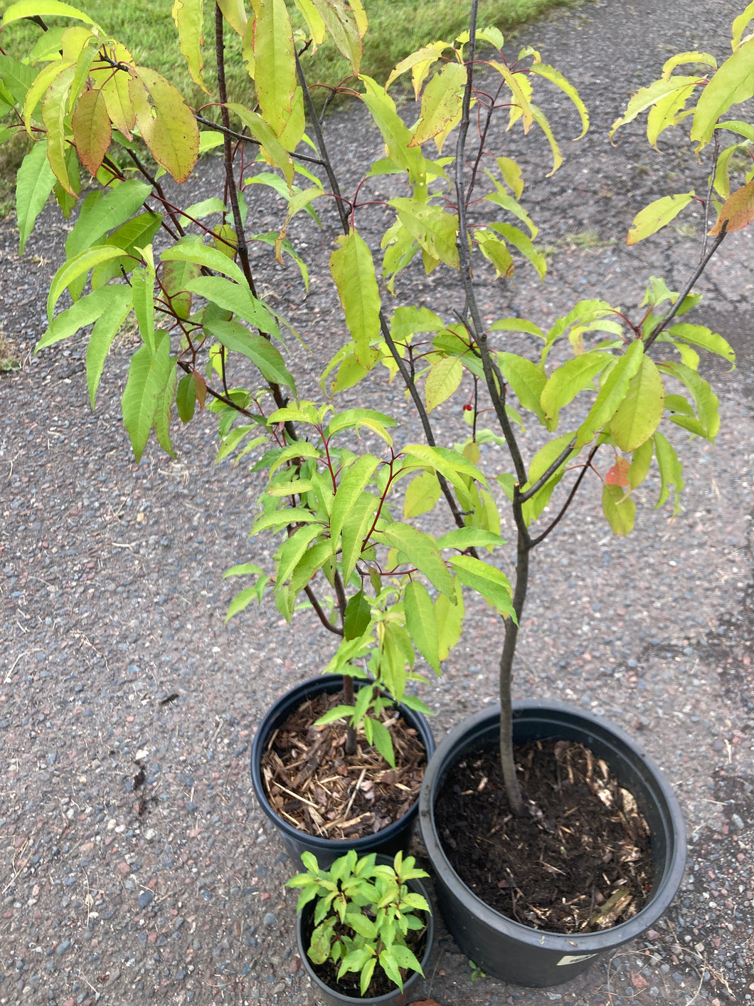 Pin Cherry- Prunus pensylvanica