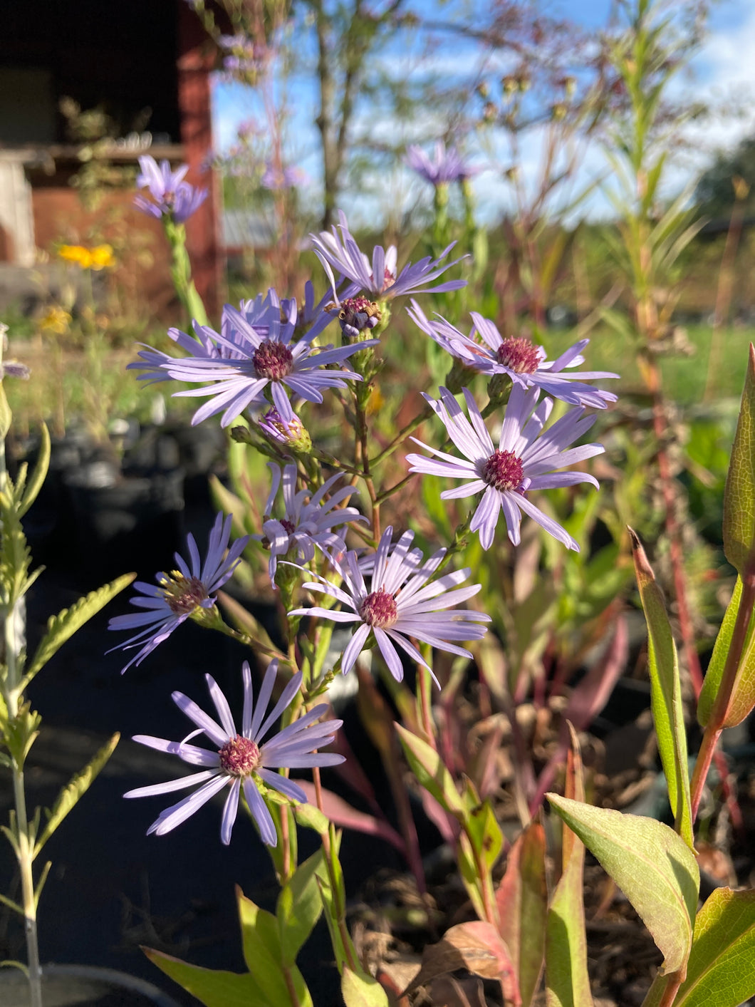 Smooth Blue Aster- Symphyotrichum laeve