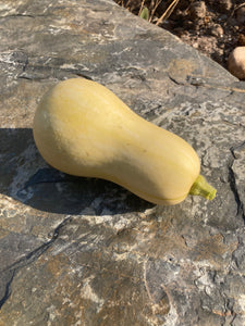 Squash- Butternut Squash