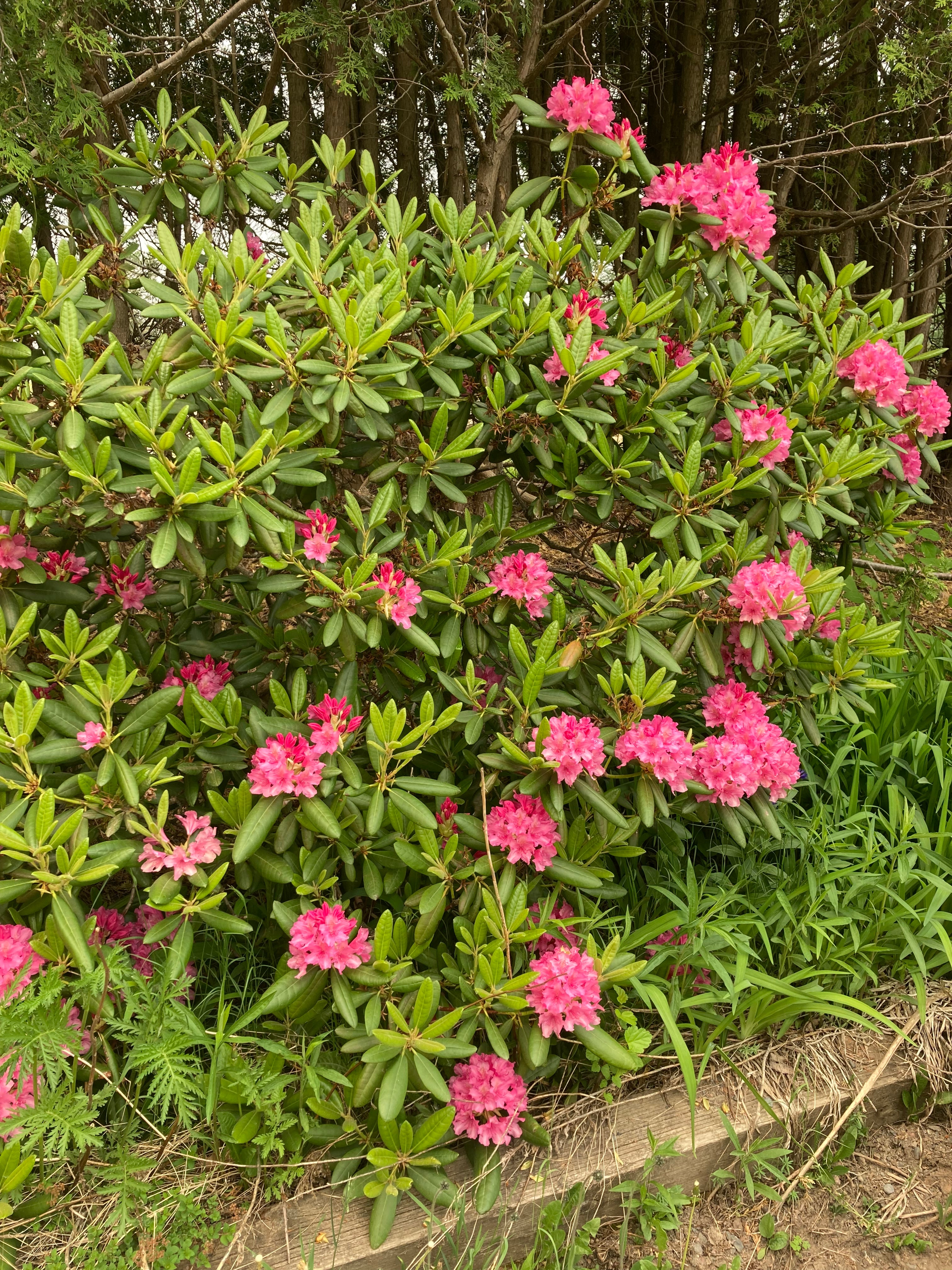 Haaga Rhododendron