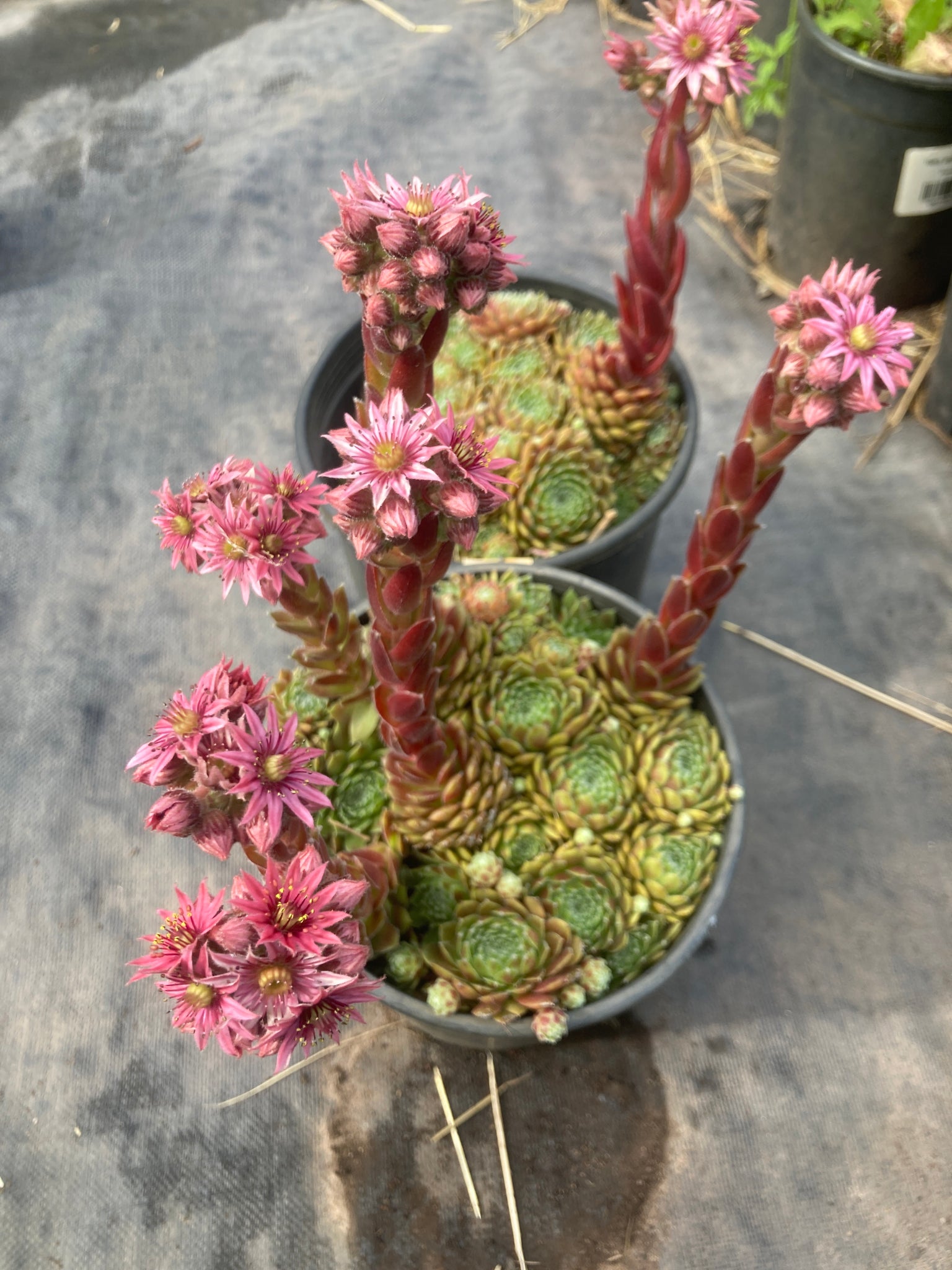 hens and chicks succulent plant Hens and Chicks – Hammarlund Nursery