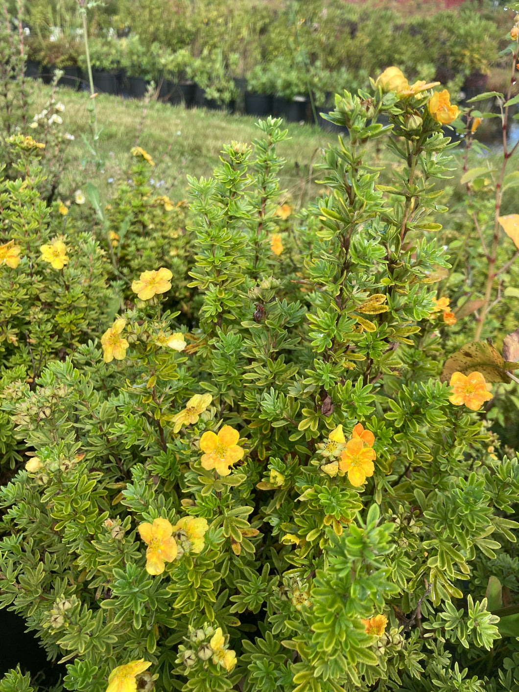 Mango Tango Bush Potentilla