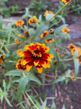Load image into Gallery viewer, Zinnia
