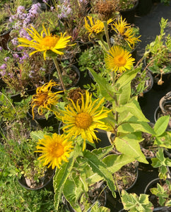 elecampane medicinal herb perennial
