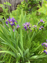 Load image into Gallery viewer, Iris Blue Flag- Iris versicolor
