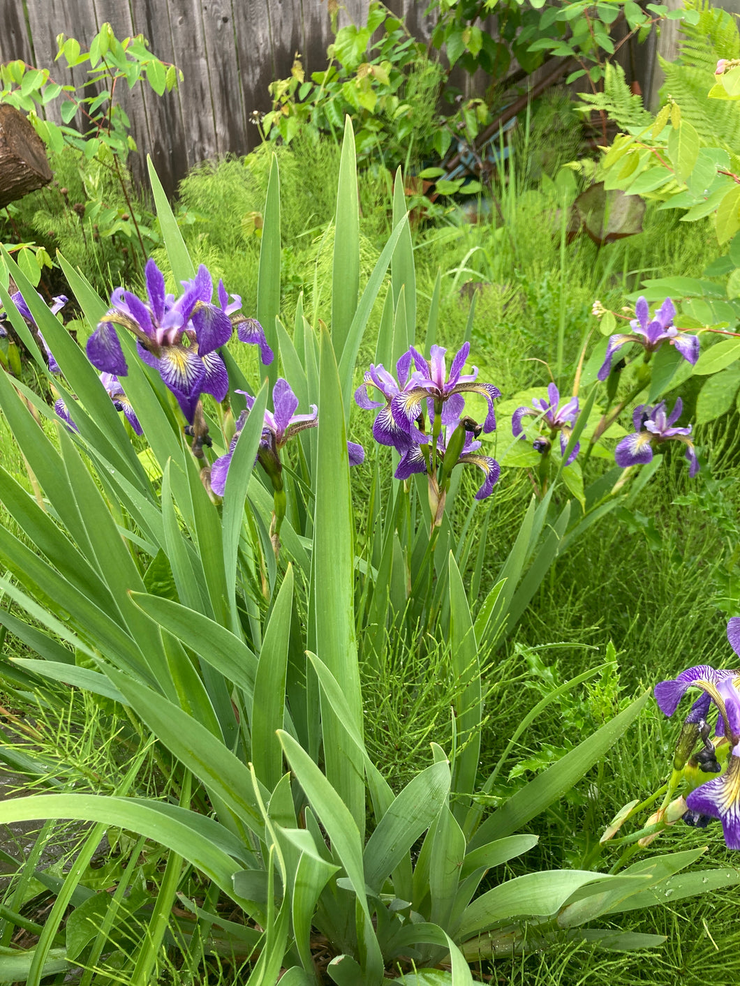 Iris Blue Flag- Iris versicolor