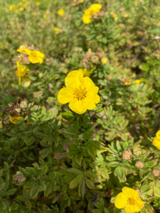 Potentilla Happy Face Bush