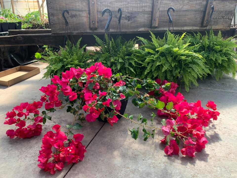 bougainvillea silk plant hanging basket Bougainvillea Hanging Basket – Hammarlund Nursery