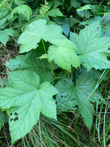 Thimbleberry - Rubus parviflorus