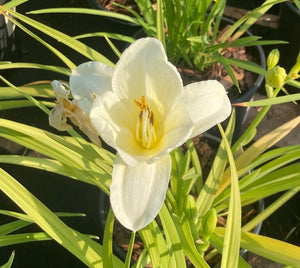 Daylily 'Sunday Gloves'