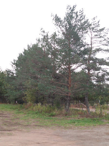 scotch pine at distance orange bark