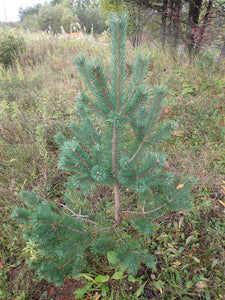 young scotch pine tree growing