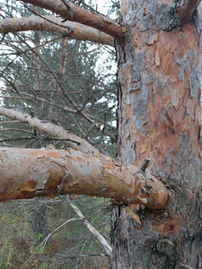 orange flaky bark scotch pine beautiful tree