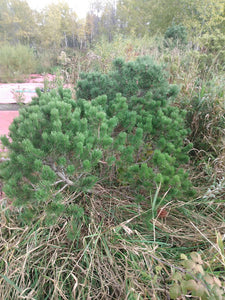 Mugo Pine Natural