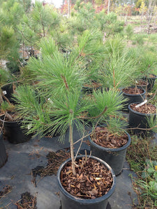 Red Pine- Pinus resinosa