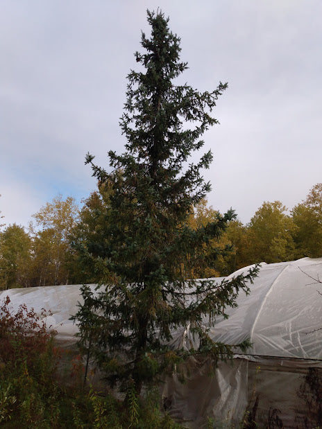 serbian spruce growing in Esko Minnesota