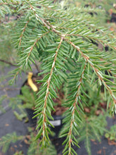 Load image into Gallery viewer, Canadian Hemlock
