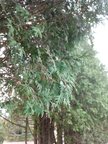 white cedar tree arborvitae