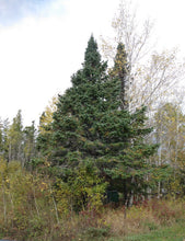 Load image into Gallery viewer, White Spruce - Picea glauca
