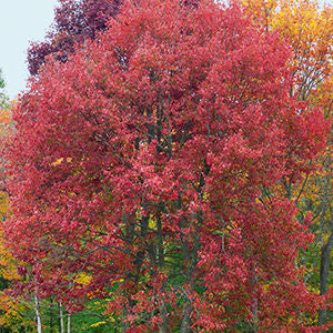 Red Maple- Acer rubrum