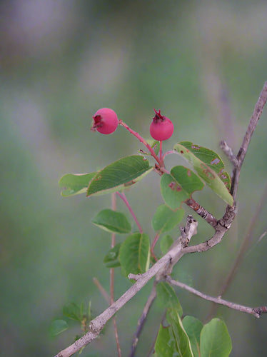 red unripe serviceberry berries
