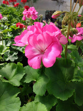 Load image into Gallery viewer, Geranium (Annual)
