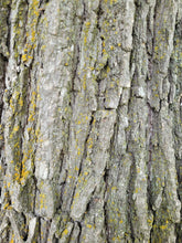 Load image into Gallery viewer, Bur Oak - Quercus macrocarpa
