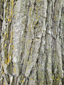Bur Oak - Quercus macrocarpa