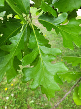 Load image into Gallery viewer, Bur Oak - Quercus macrocarpa
