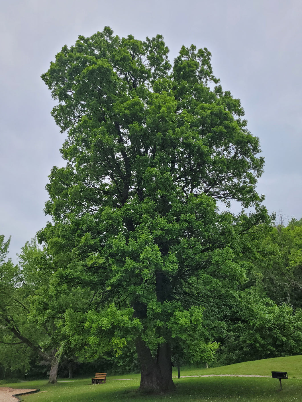 Bur Oak - Quercus macrocarpa