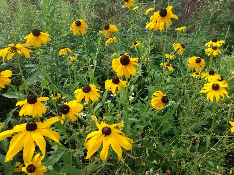 Black Eyed Susan Rudbeckia hirta – Hammarlund Nursery