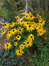 Load image into Gallery viewer, Orange Coneflower or Shining Black-Eyed Susan- Rudbeckia fulgida
