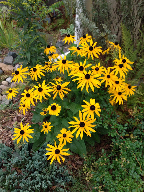 Orange Coneflower or Shining Black-Eyed Susan- Rudbeckia fulgida