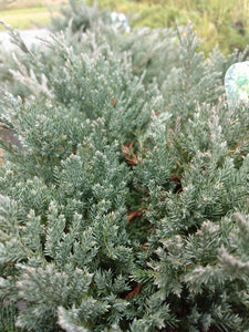 Blue Chip Juniper